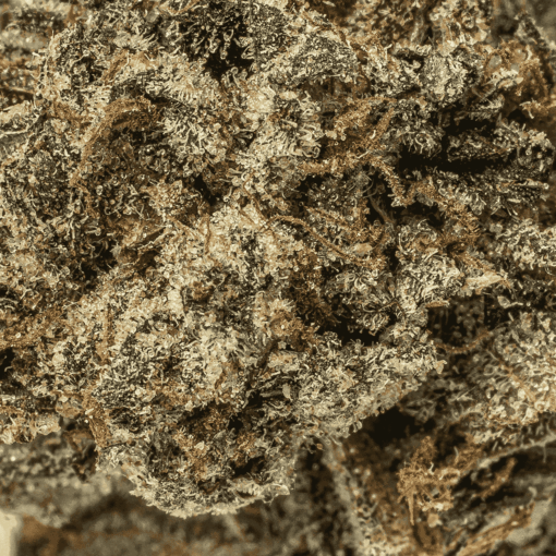 El Chivo (AAA+) - Image 5
