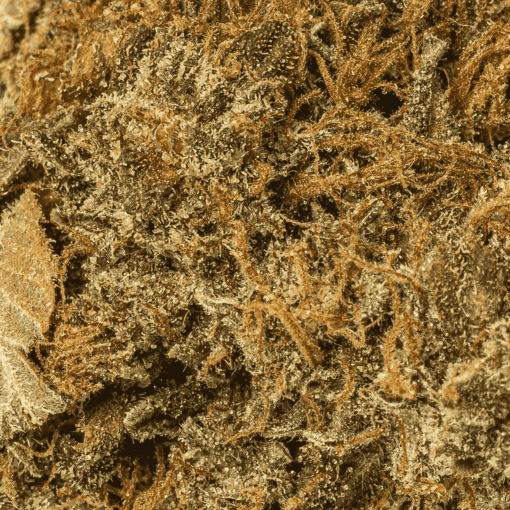 Super Kush (AA) - Image 5