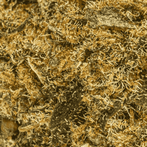 Agent Orange (AA) - Image 5