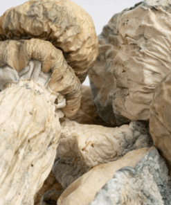 SV-13 Albino Mushrooms
