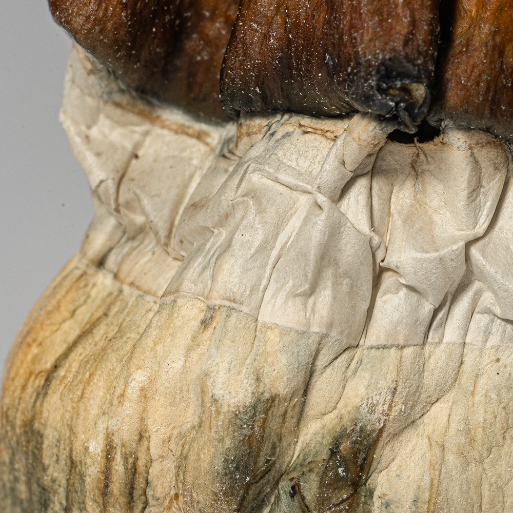 Texas Yellow Caps Mushrooms - Image 4