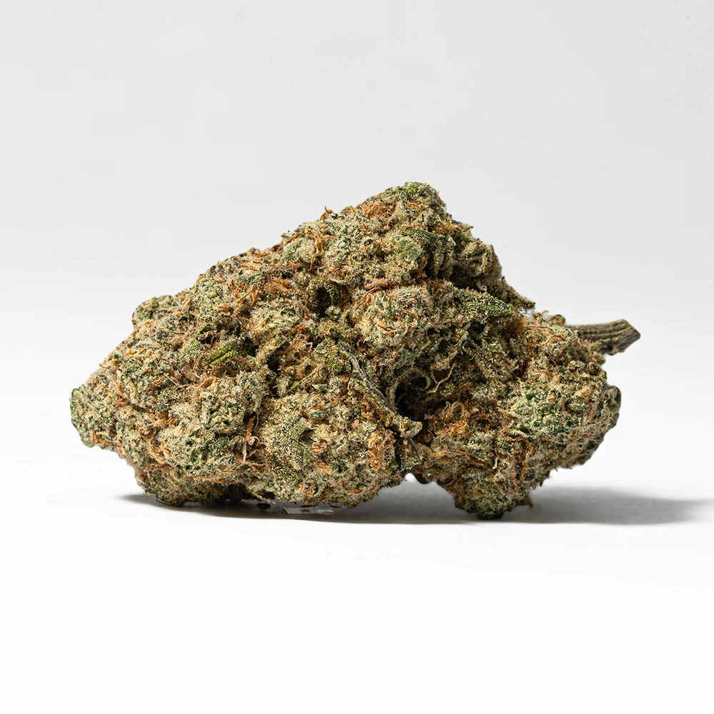 Harlequin (AAA) - Image 3