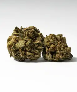 (Smalls) Red Octane (AA)