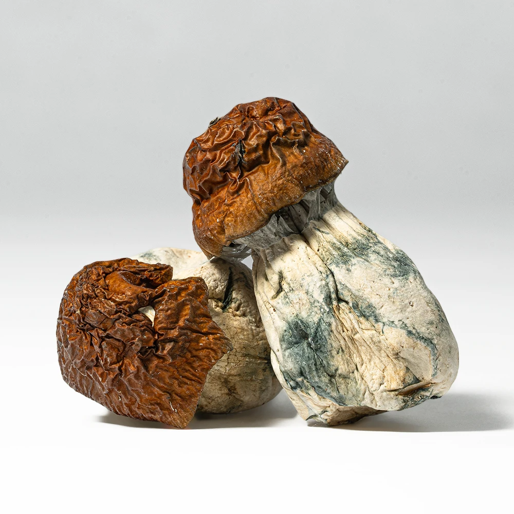 Blue Meanies Mushrooms