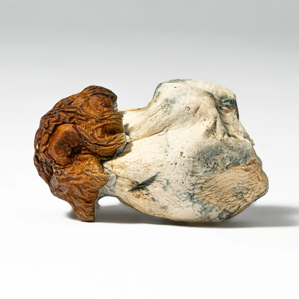 Blue Meanies Mushrooms - Image 3