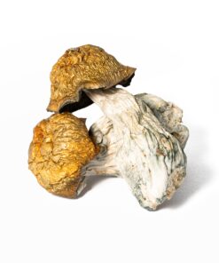 Golden Penis Envy Mushrooms