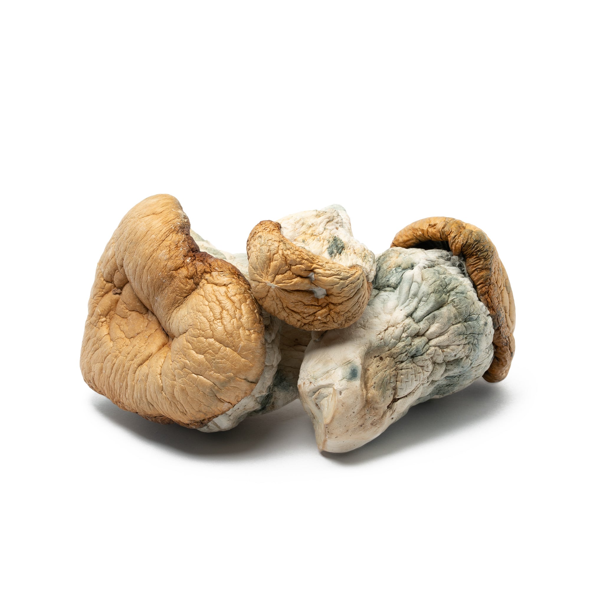 Squat Mak Mushrooms - Image 4