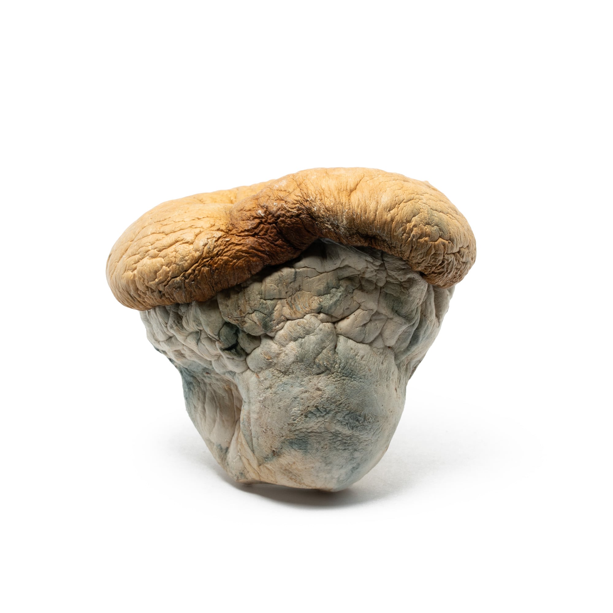 Squat Mak Mushrooms - Image 2