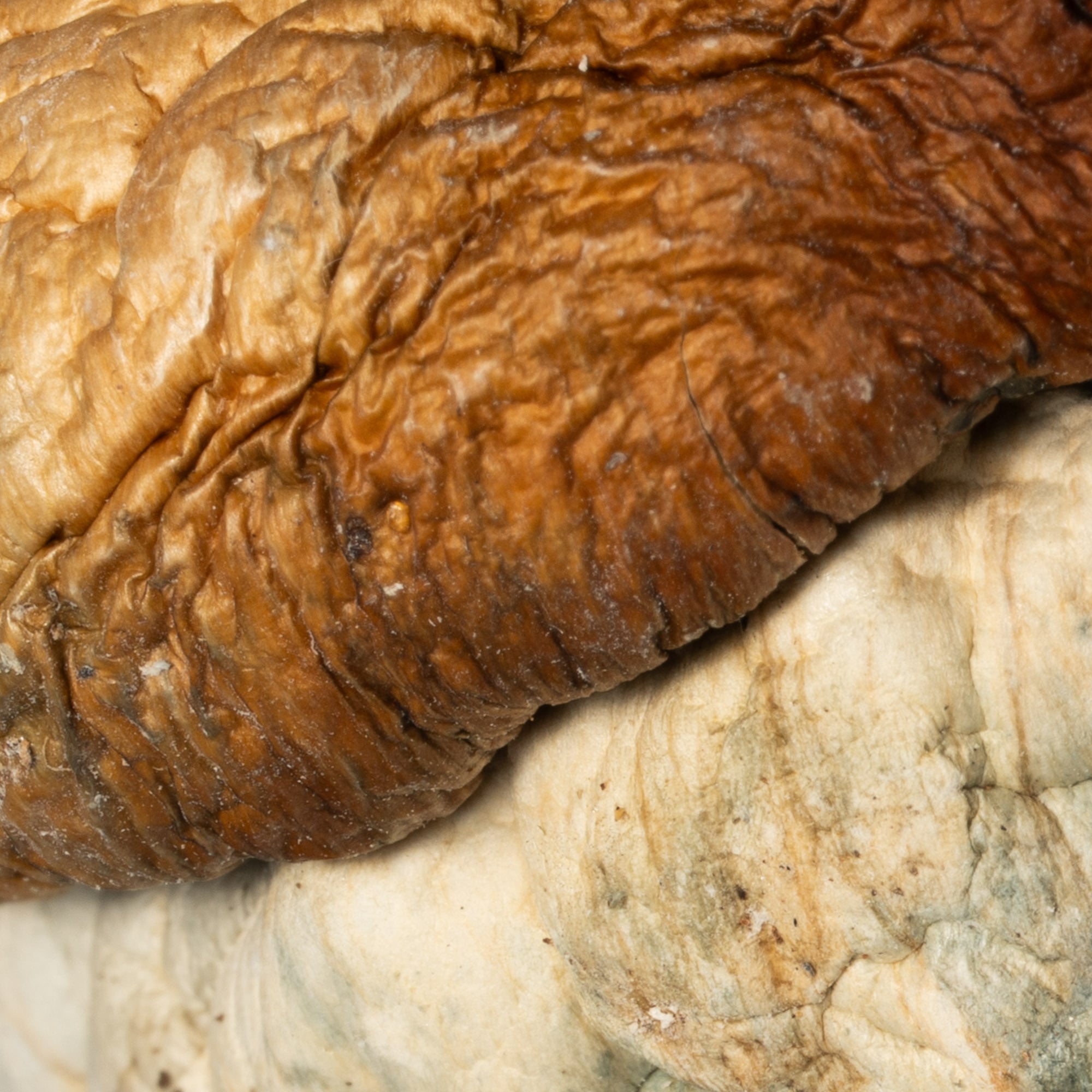 Squat Mak Mushrooms - Image 5