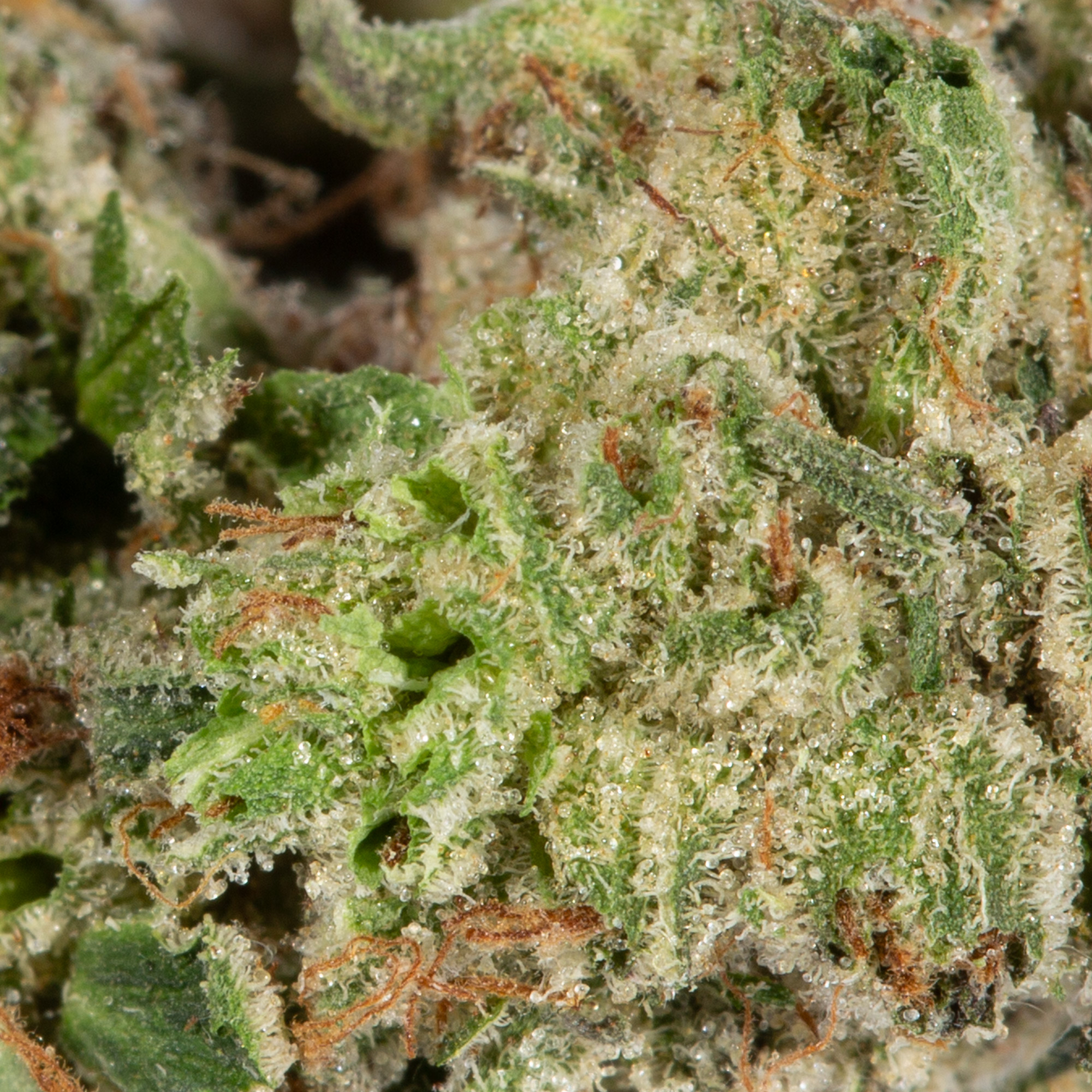 Skywalker OG (AAA) - Image 5