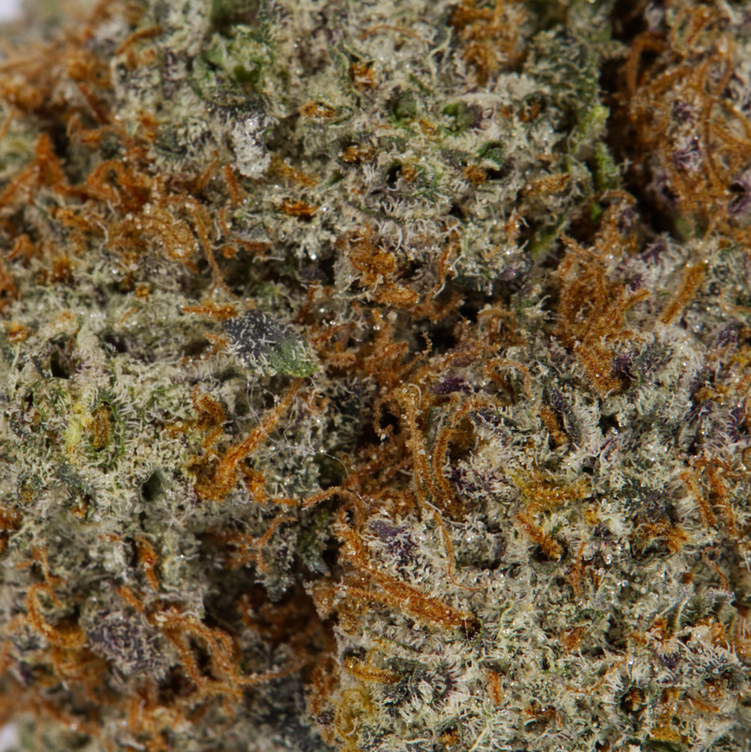 Cactus (AAAA) - Image 4