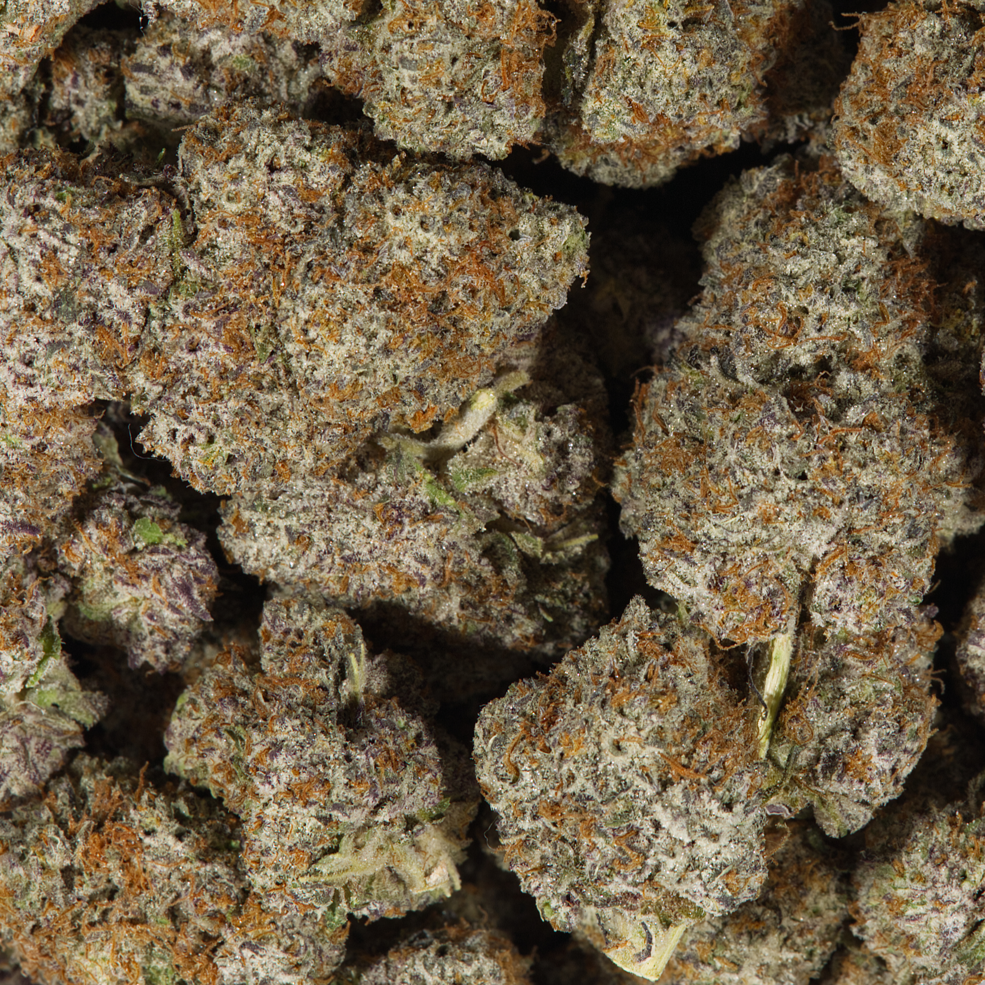 Cactus (AAAA) - Image 5