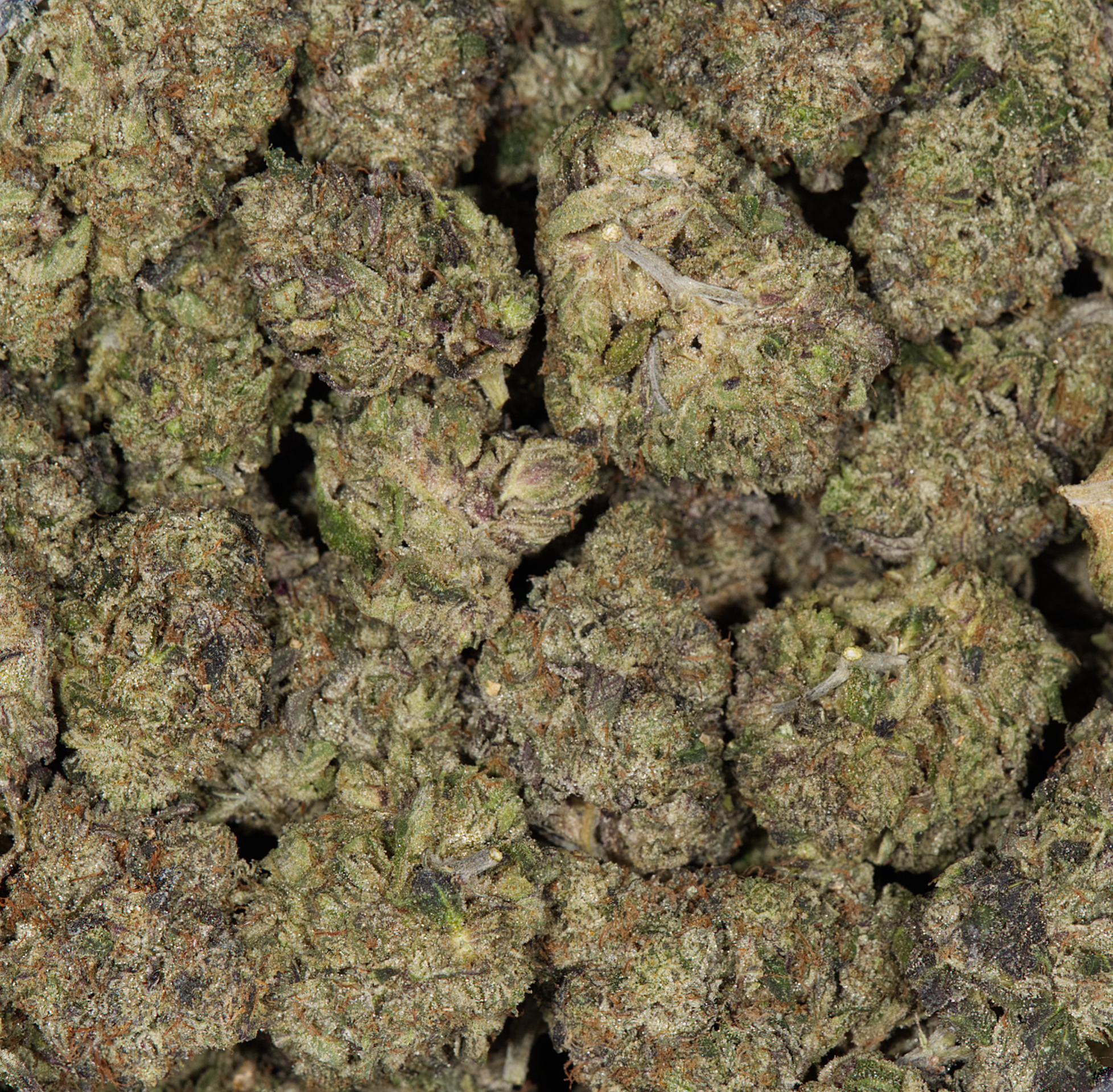 Cali Bubba (AAAA) - Image 5