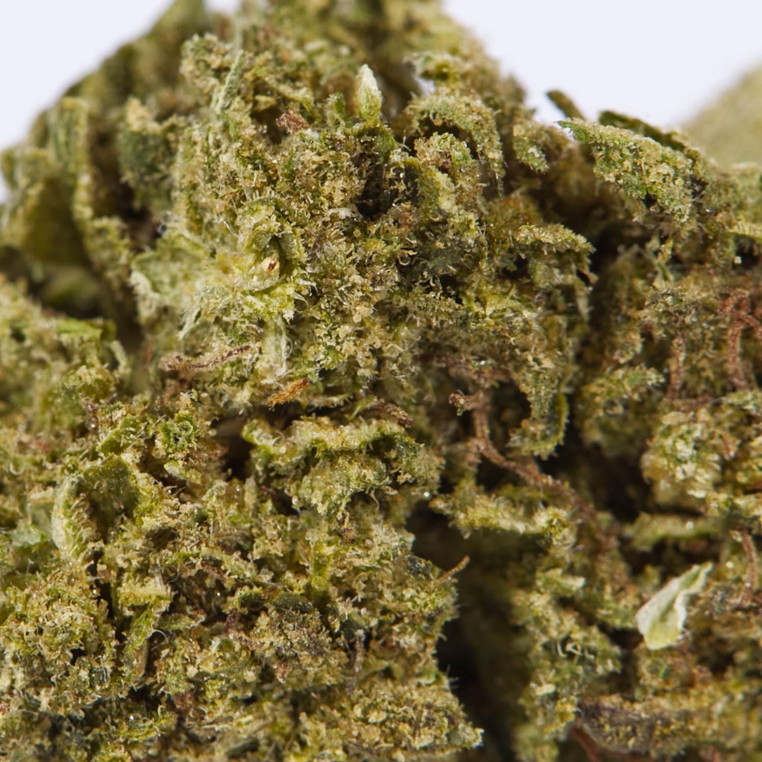 Cherry OG (AA) - Image 3
